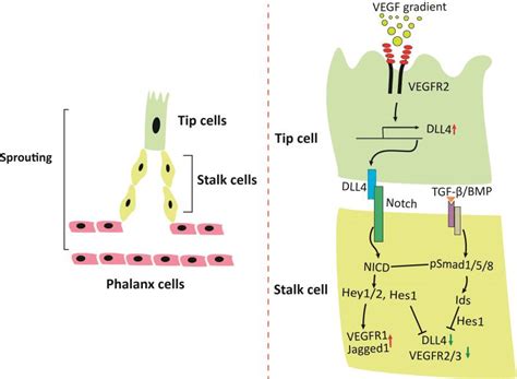 Regulation Of Sprouting Angiogenesis A Gradient Of Vegf Leads To