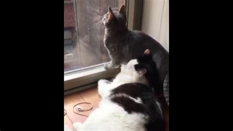 息ができにゃい！外を見るのに夢中な猫が同居猫の顔に座る決定的瞬間｜ねこナビ