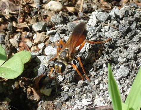 Great Golden Digger Wasp The Middlebury Landscape