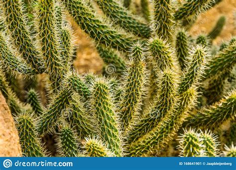 Closeup Of Cactus Branches Tropical Plant Specie From The Desert Of