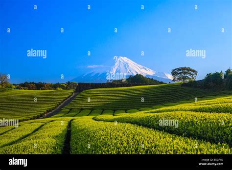 Japanese Green Tea Plantation And Mt Fuji Shizuoka Japan Stock Photo