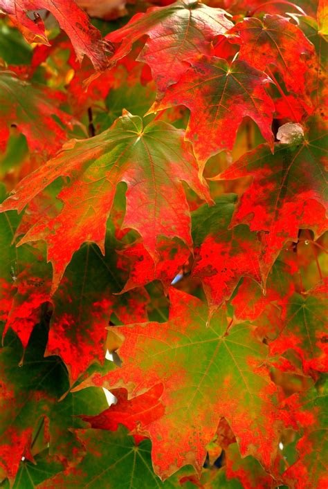 Sugar Maple Fall Colors By Nate Abbott Maple Falls Macro Flower