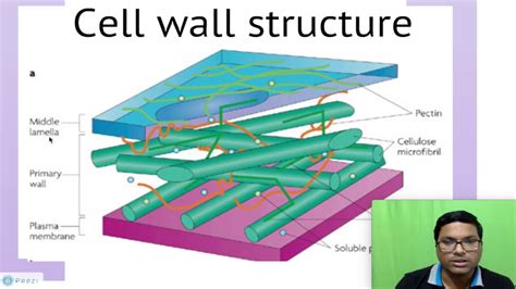 Eukaryotic Cell Wall Structure