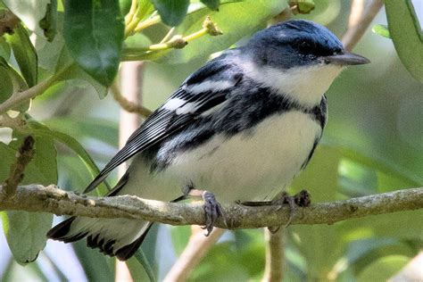 Ohio Is A Great Birding State With More Than 400 Species Find The Top