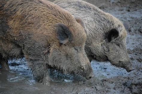Wild Boar Vs Pig What Are The Differences Az Animals