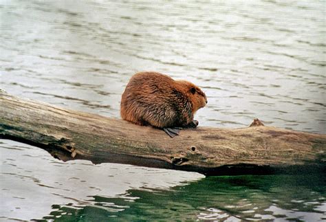 How Large Are Beavers