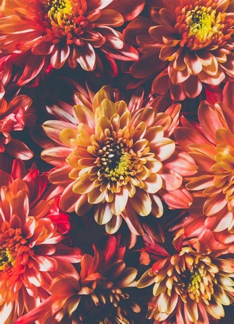 Orange Chrysanthemum Flowers In Closeup Photo · Free Stock Photo