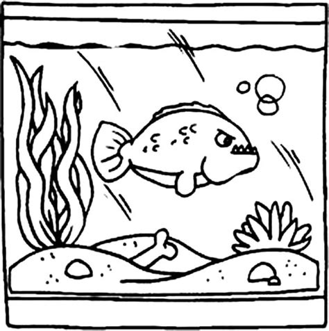 We found for you 15 pictures from the collection of fish tank! Predator Fish in Fish Tank Coloring Page - NetArt