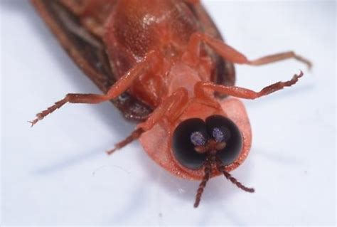 California Pink Glow Worm Microphotus Bugguidenet