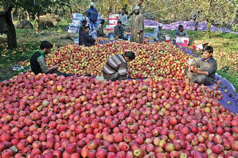 Himalayan Apple Growers In India Unite To Protect Domestic Market From