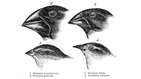 Evolution Of Darwin’s Finches Integrating Behavior Ecology And Genetics Cornellcast