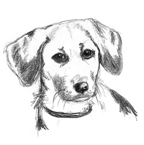 Puppy line drawing images, stock photos & vectors shutterstock. Drawing Pencil Sketches - Gallery of Pencil Sketches