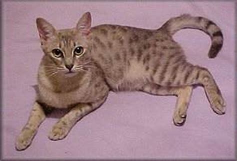The australian mist presents different colors like brown, golden, gray and dark colors. Australian Mist Cat Breed - Cat Information & Pictures