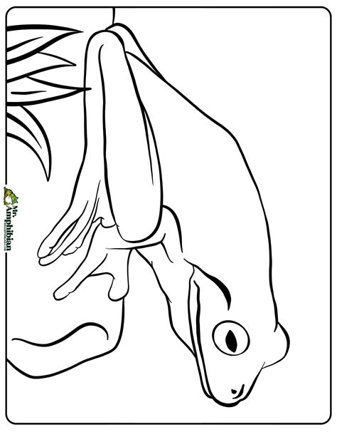 26 Frog Coloring Pages Printable Mr Amphibian