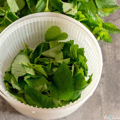 Comment faire sécher de la MENTHE et préparer ses infusions toute l