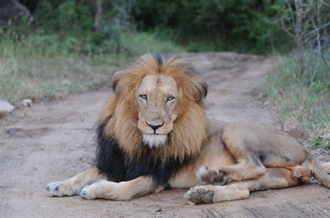 Male Lion Kapama Blog