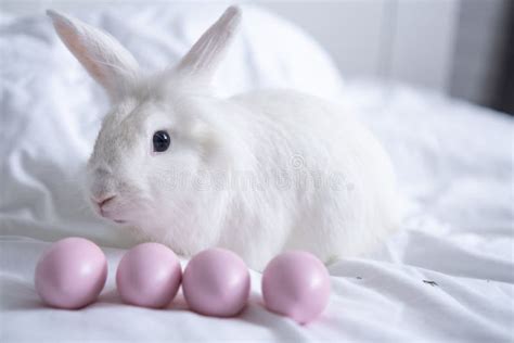 Easter Bunny Sits With Pink Eggs White Cute Rabbit The Rabbit Hatches