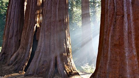 Sequoia & Kings Canyon National Parks: 10 tips for your visit