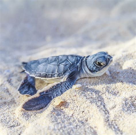 How To See Sea Turtles Hatch In Florida Visit Florida Sea Turtles