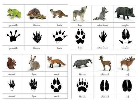 Gratis verzending door bol.com vanaf 20 euro. 37 best projet animaux de la foret maternelle images on Pinterest | Woodland animals, Forest ...