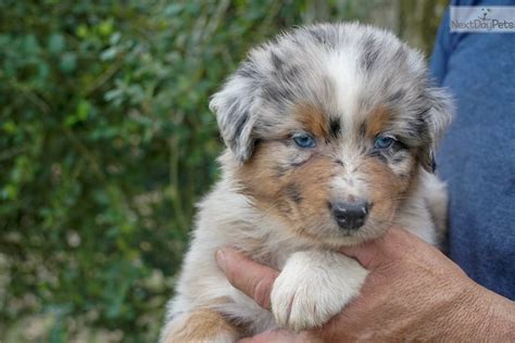 Australian shepherd puppies for sale home facebook. Australian Shepherd puppy for sale near Houston, Texas. | 6bb99ac0-b421