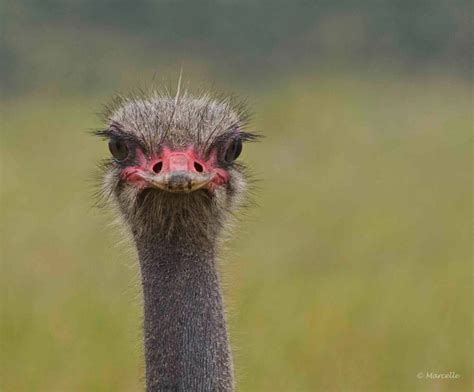 African Ostrich The Wild Life