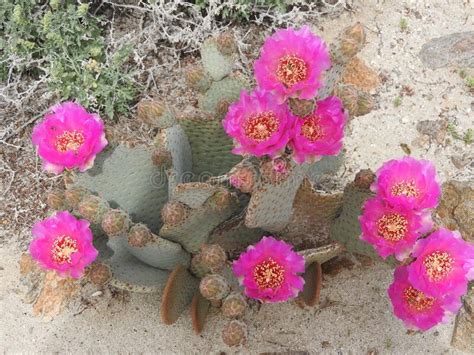 Burst Of Beauty Nature Cactus Flowers Arizona Stock Image Image Of