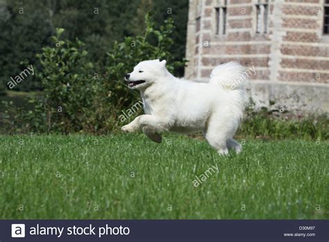 Dog Samoyed Samojede Adult Running Hi Res Stock Photography And Images