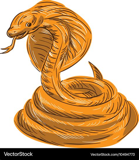 Cobra Viper Snake Coiled Drawing Royalty Free Vector Image