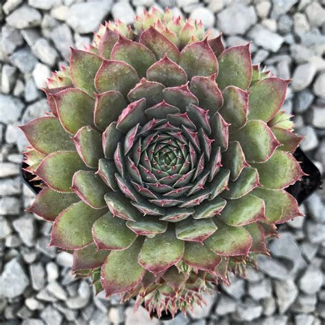 Sempervivum Red Beauty Hens And Chicks 35 Pot Little Prince To Go