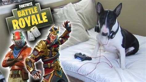 Teaching My Dog How To Play Fortnite Youtube
