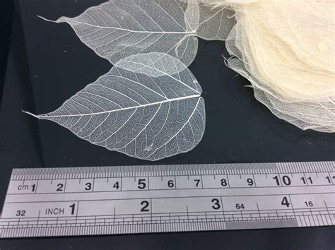 2 Inch Skeleton Leaves 100 Pcs Sacred Fig Ficus Religiosa Flower Making