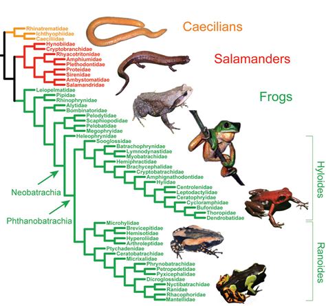 Science Visualized • Onezoom Tree Of Life Explorer Amphibians