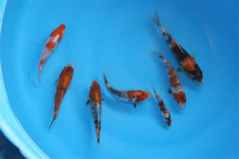 6 Beautiful Butterfly Koi Fish Care In Biological Science Picture