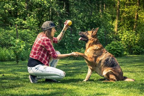 Dog Training Become A Dog Trainer Dog Training Career Skill Success