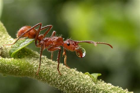 Ants To The Rescue A Moment Of Science Indiana Public Media