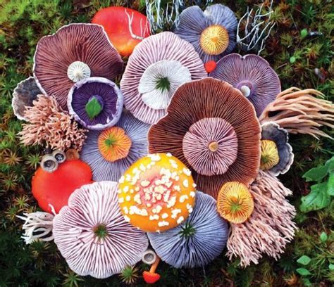 Photographer Takes Stunning Photos Of Wild Mushroom Arrangements And It