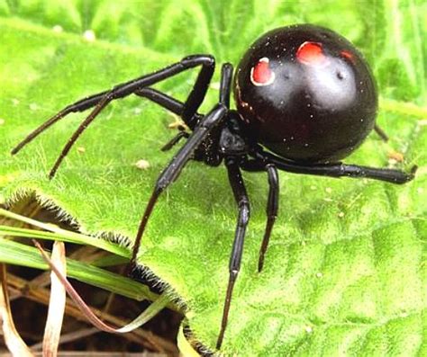 Black Widow Spider Facts Diet Plan Darknews