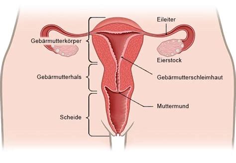 Wie Funktionieren Die Weiblichen Geschlechtsorgane