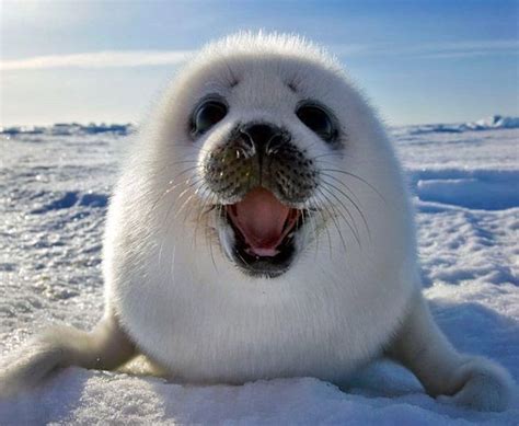 Top 10 Arctic Species And The Facts You Should Know About Them Cute