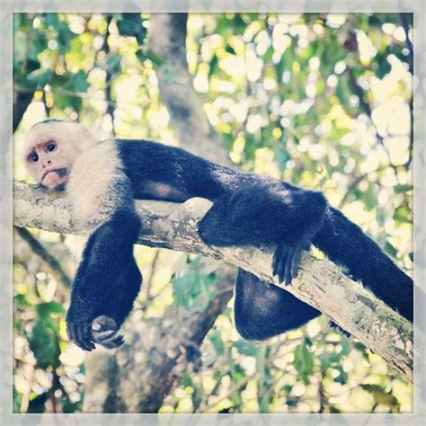 Lazy Monkey Photo By Delpacificocr Instagram