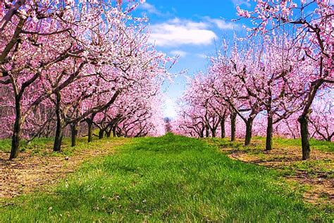 Apple Blossom Orchard By Jeramie Curtice Apple Blossom Beautiful
