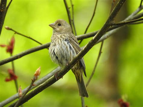 Female House Finch Birdforum