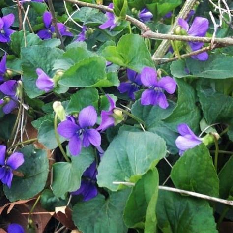 Violet Herb Of The Week · Commonwealth Center For Holistic Herbalism