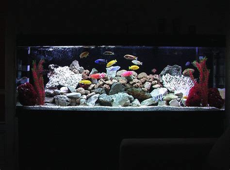 New Design For My African Cichlid Tank African Tank African Cichlid
