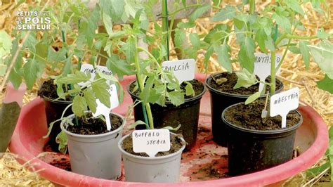 Comment Bien R Ussir Ses Plants De Tomates