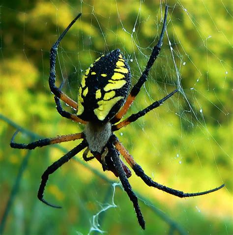 White Backed Garden Spider Spider Identification Guide We Would