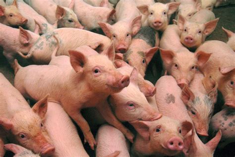 tyson foods drops pig farm  video  alleged animal abuse business insider