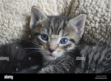 Tabby Kitten With Blue Eyes 6 Weeks Old Kitten Stock Photo Alamy