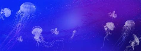 Dream Jellyfish Jellyfish Marine Life Jellyfish Seawater Ocean Ppt